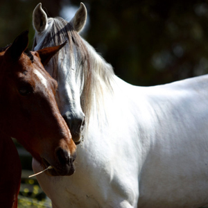 Sotogrande equestrian centre