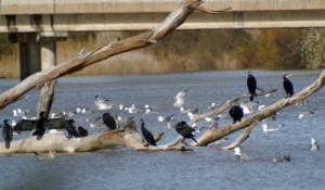 Guadiaro Estuary Sotogrande