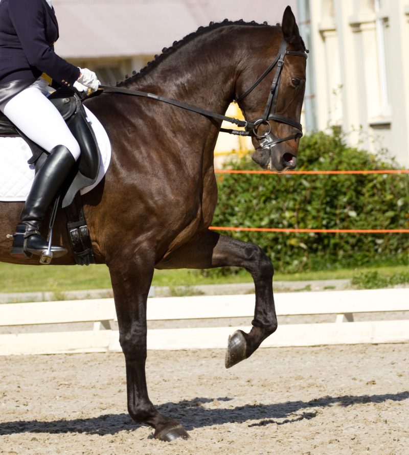 Sotogrande Dressage