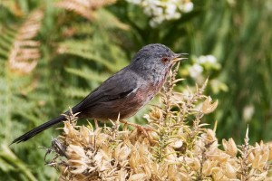 Birds in Tarifa