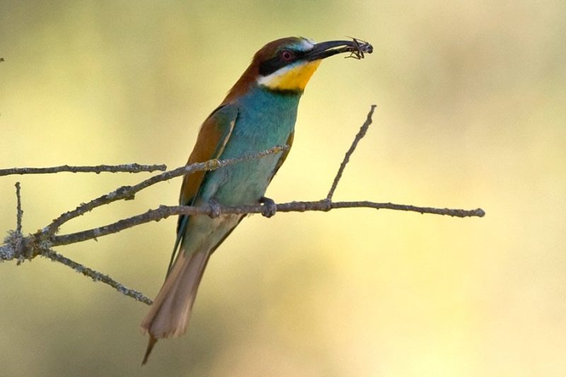 Andalucía Bird Society