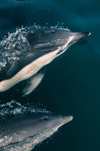 Whale watching in the straits