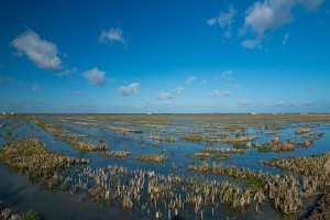 Doñana