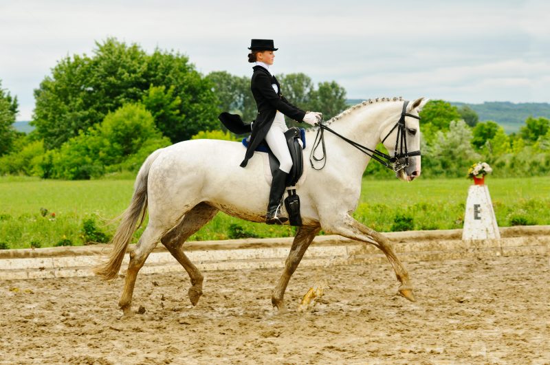 Dressage Sotogrande